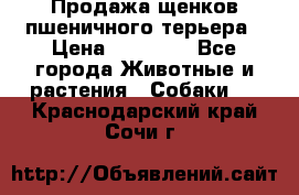 Продажа щенков пшеничного терьера › Цена ­ 30 000 - Все города Животные и растения » Собаки   . Краснодарский край,Сочи г.